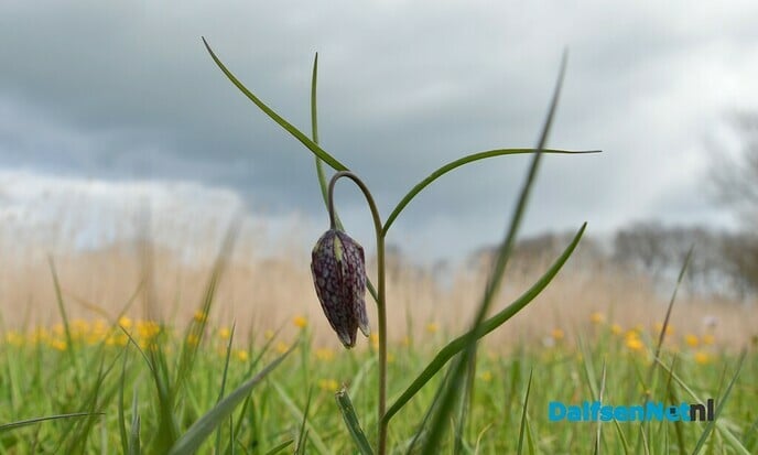 Kievitsbloemen in beeld - Foto: Johan Bokma