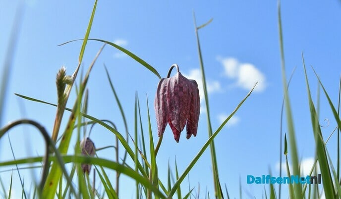 Kievitsbloemen in beeld - Foto: Johan Bokma