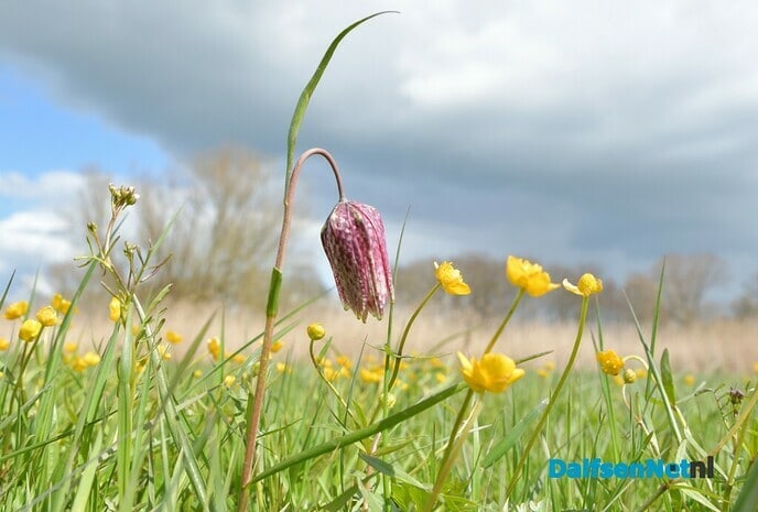 Kievitsbloemen in beeld - Foto: Johan Bokma