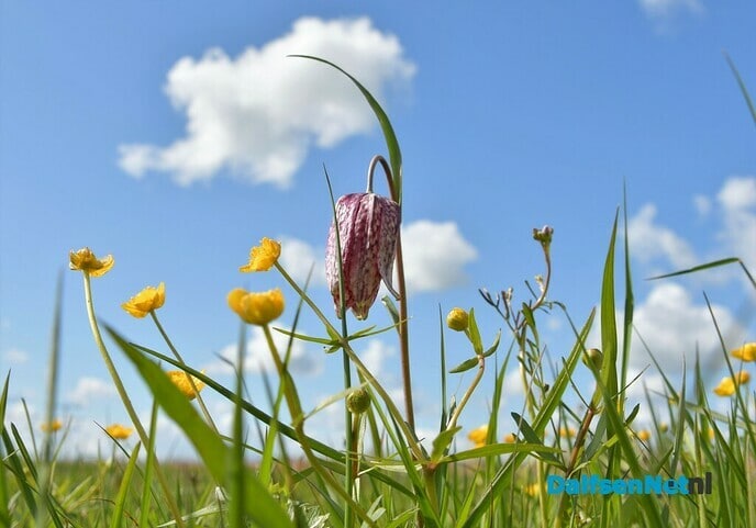 Kievitsbloemen in beeld - Foto: Johan Bokma