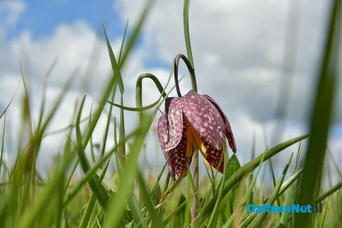 Kievitsbloemen in beeld - Foto: Johan Bokma
