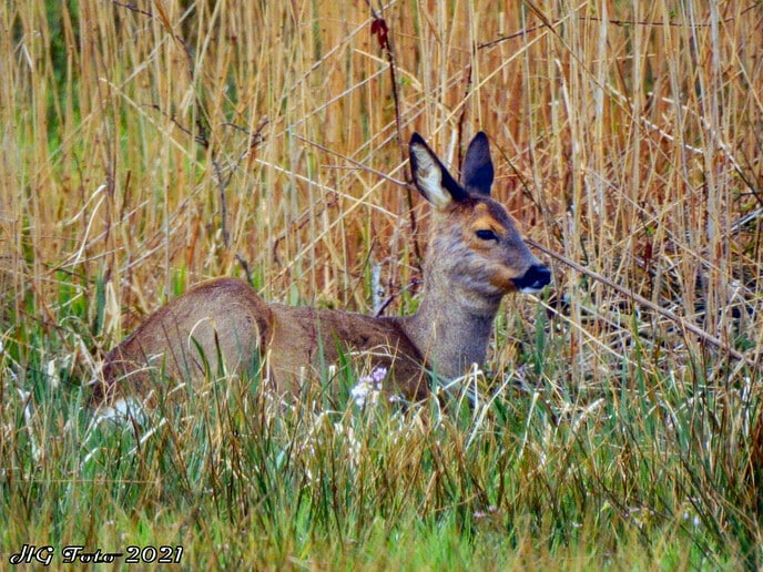 Rondje De Wieden