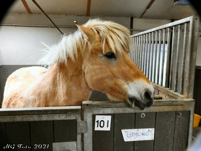 Bezoekje kijk en doe dag olde manege peerd