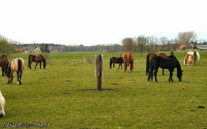 Bezoekje kijk en doe dag olde manege peerd