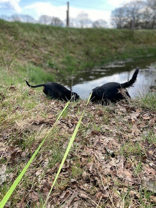 Honden speelveld Dalfsen - Foto: Ingezonden foto