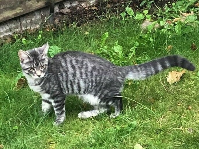 Vermissing poes Puck, maar ze weer terug. - Foto: Ingezonden foto