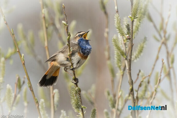 Witgesterde Blauwborst - Foto: Ingezonden foto