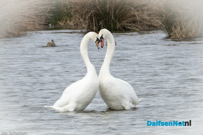 “Love is in the air” - Foto: Ingezonden foto