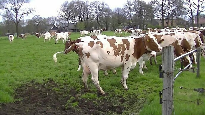 Koeien van Wennemars voor het eerst in de wei (2013)