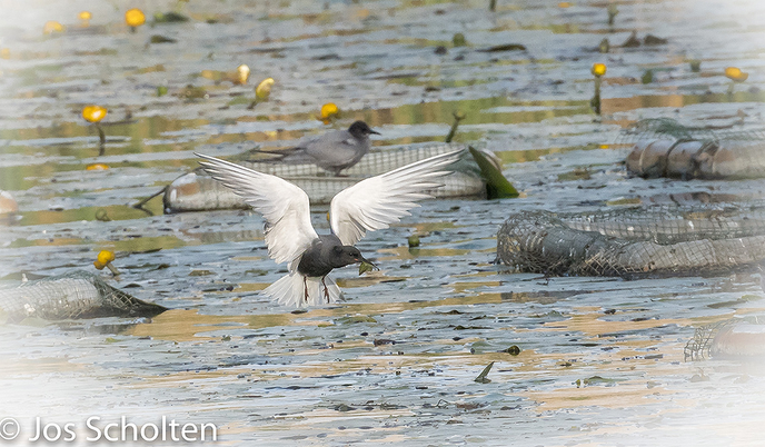 Nieuwe rubriek op Dalfsennet: Snavel en Veren - Foto: Ingezonden foto