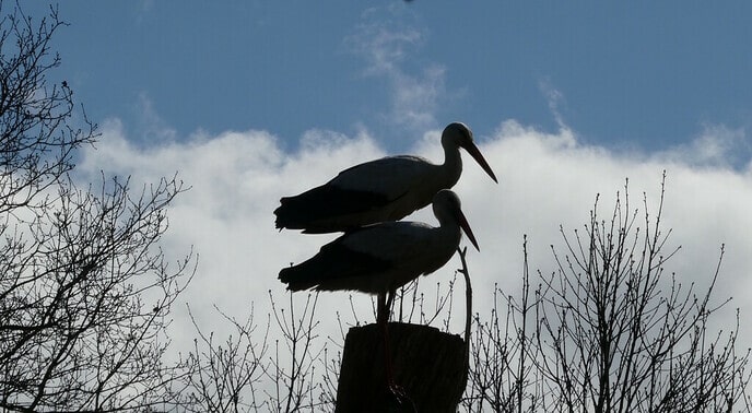 Silhouet van twee ooievaars - Foto: Ingezonden foto
