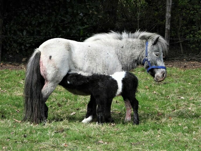 Lente bij Anton in de wei - Foto: Ingezonden foto