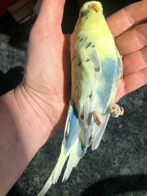 Rust in vrede mooie vogelvriend - Foto: Ingezonden foto