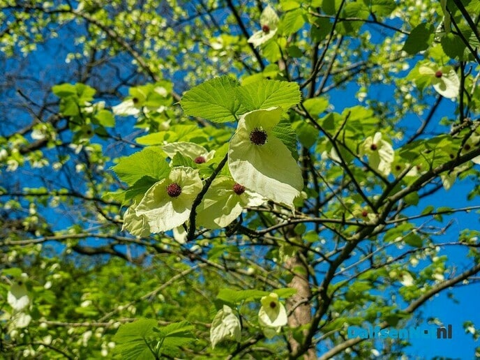 Zakdoekjesboom (Davidia involucrata) - Foto: Ingezonden foto