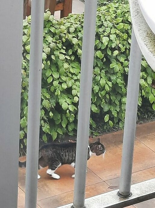 Wie is zijn of haar kat kwijt? - Foto: Eigen geleverde foto