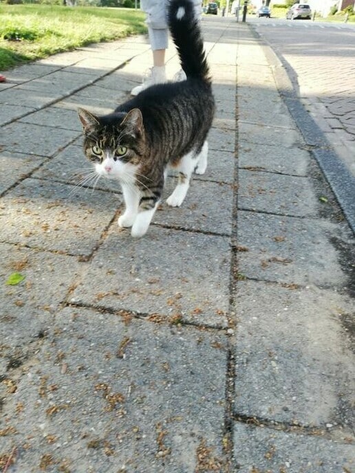 Wie is zijn of haar kat kwijt? - Foto: Eigen geleverde foto