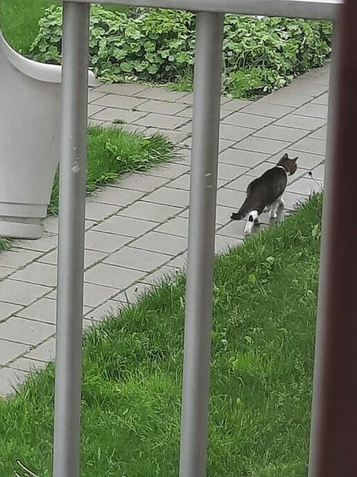 Wie is zijn of haar kat kwijt? - Foto: Eigen geleverde foto