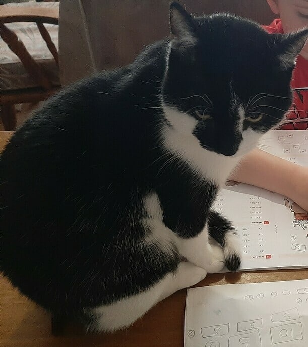 Simba is er ook van tussen - Foto: Ingezonden foto