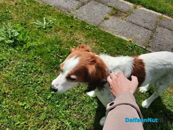 Hond gevonden en weer op de plek - Foto: Ingezonden foto