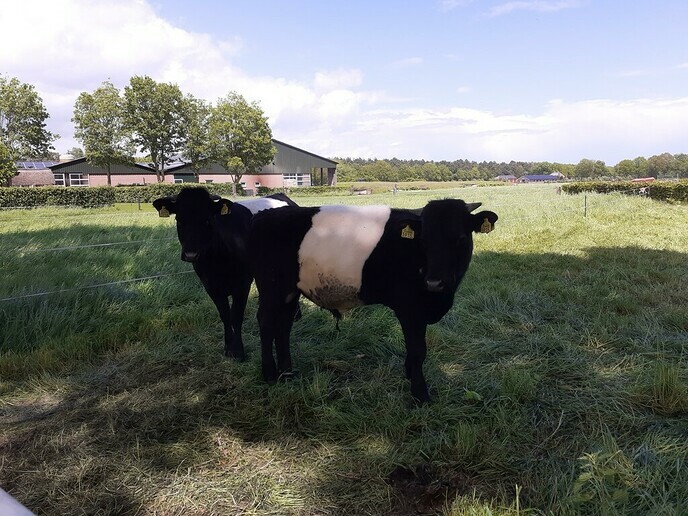 Erratum (fout in berichtje) Lakenvelders - Foto: William uit Dedemsvaart