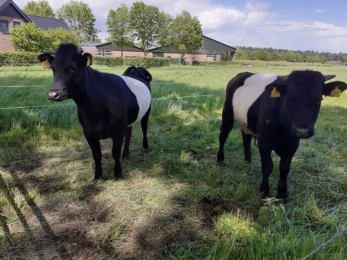 Duo Lakenvelders - Foto: William uit Dedemsvaart