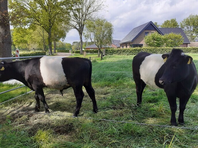 Erratum (fout in berichtje) Lakenvelders - Foto: William uit Dedemsvaart