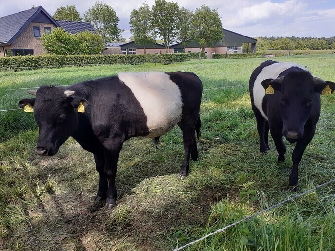 Duo Lakenvelders - Foto: William uit Dedemsvaart