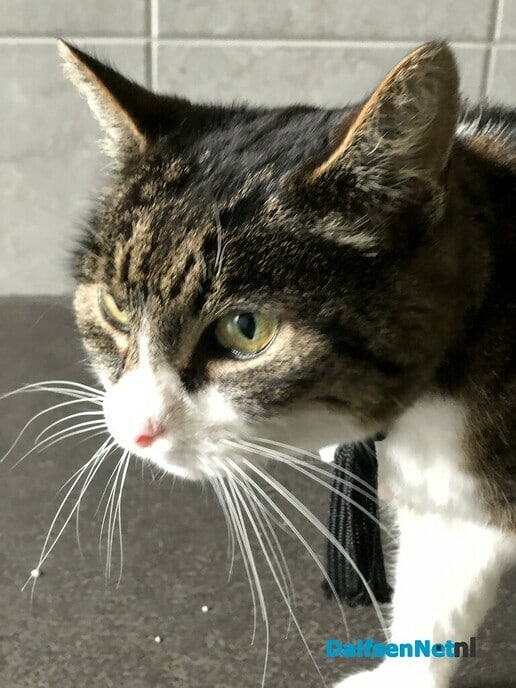 Eigenaar aangelopen kat teruggevonden - Foto: Ingezonden foto