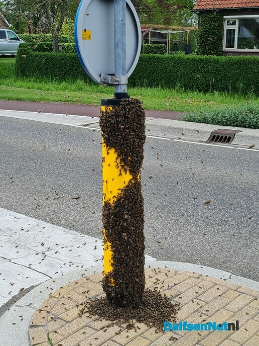 Bijen - Foto: Ingezonden foto