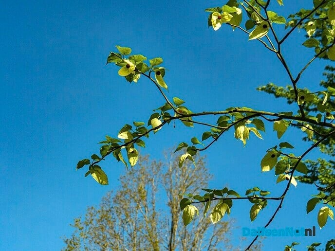 Zakdoekjesboom (Davidia involucrata) - Foto: Ingezonden foto