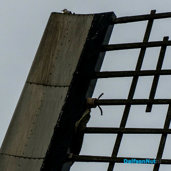 Specht op wiek Westermolen - Foto: Paul Scholten