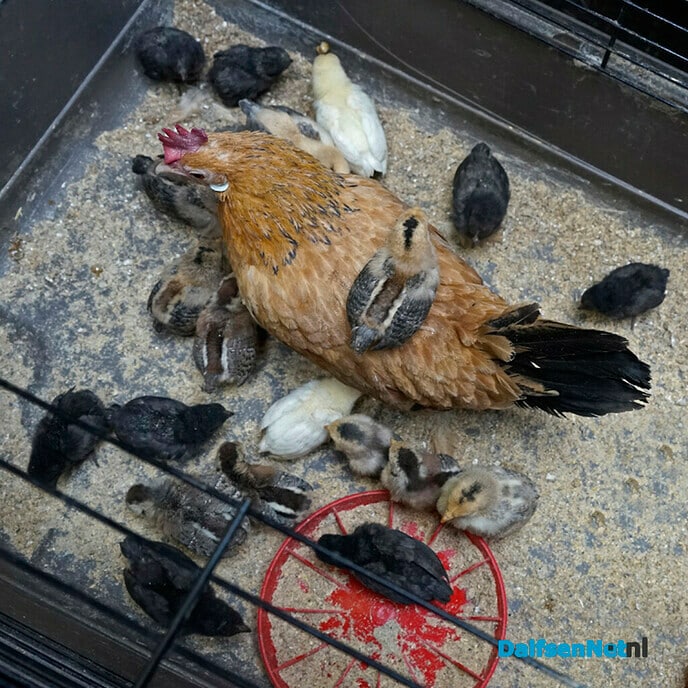“Samengesteld gezin” bij Jan Veldhuis - Foto: Paul Scholten