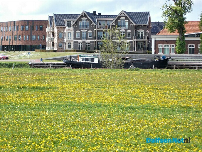 Dalfsen geel van de paardenbloemen
