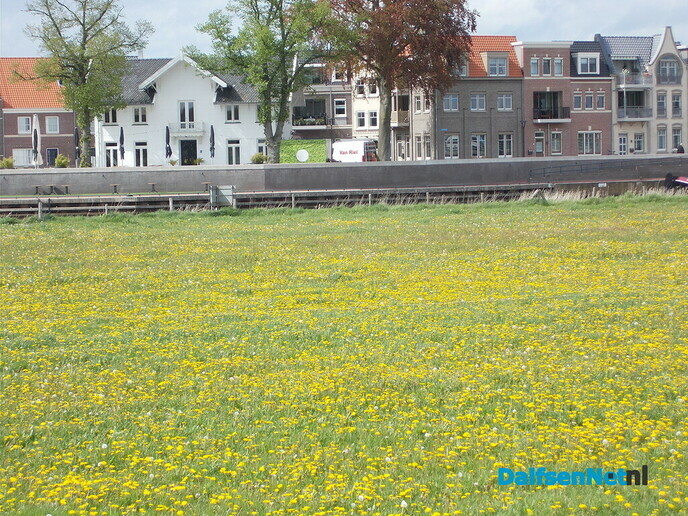 Dalfsen geel van de paardenbloemen
