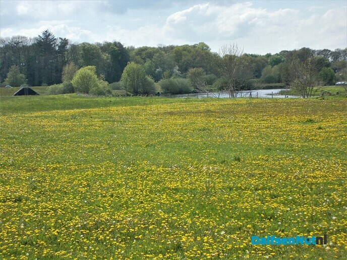 Dalfsen geel van de paardenbloemen