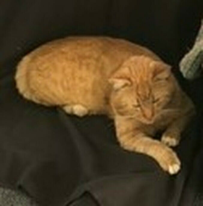 Kater nog zoek - Foto: Ingezonden foto