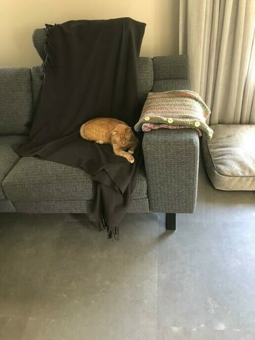 Kater nog zoek - Foto: Ingezonden foto