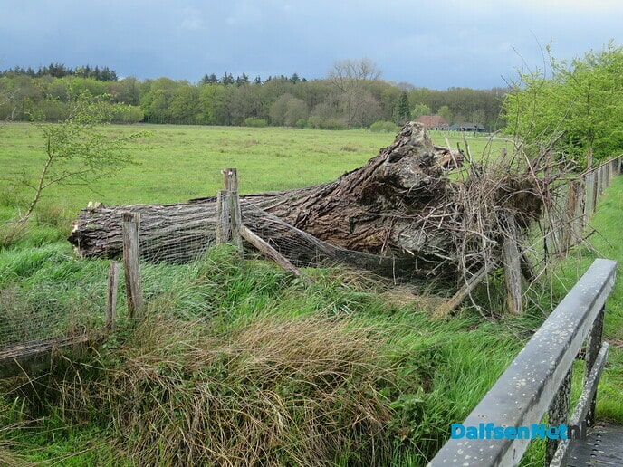 Ooievaars in Hoonhorst troosteloos na storm - Foto: Wim