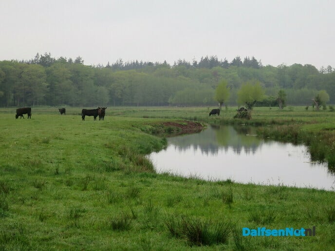 Mooi rondje dauwtrappen Marshoek - Foto: Wim