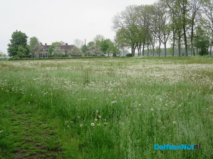 Mooi rondje dauwtrappen Marshoek - Foto: Wim