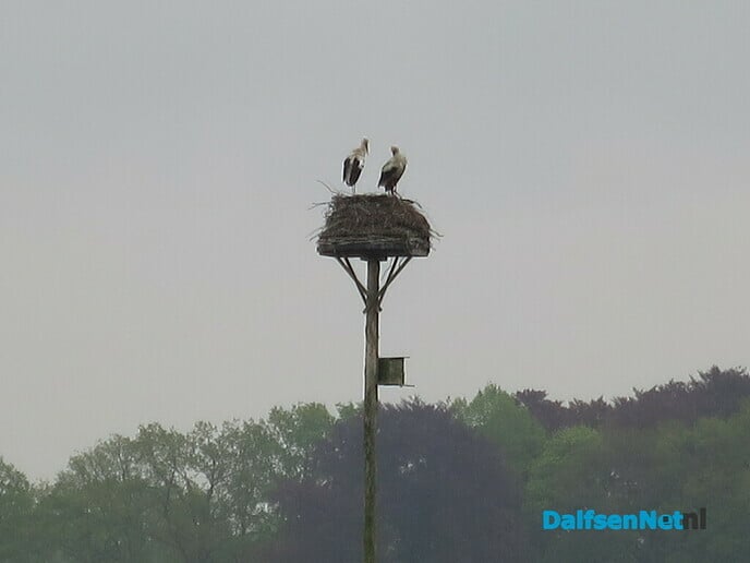 Mooi rondje dauwtrappen Marshoek - Foto: Wim