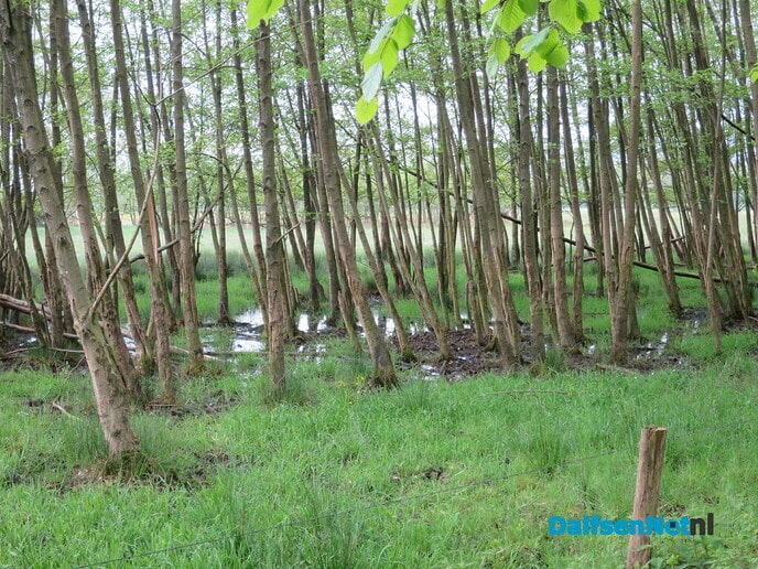 Groeizame meiregen, een zegen voor de natuur - Foto: Wim