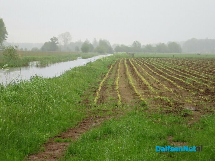 Groeizame meiregen, een zegen voor de natuur - Foto: Wim