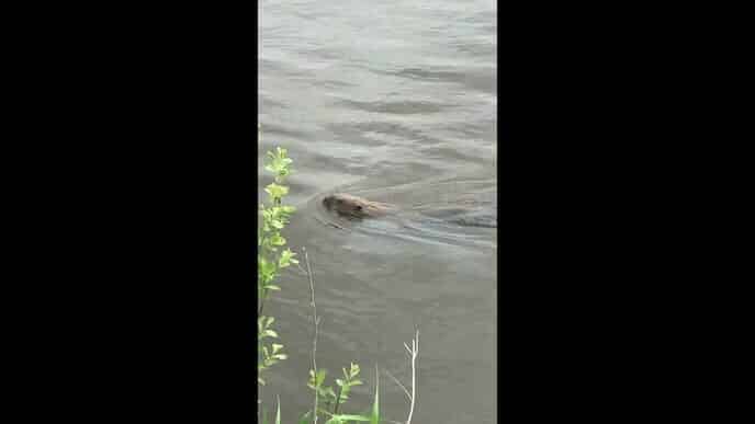Bever gespot bij stuw Vechterweerd