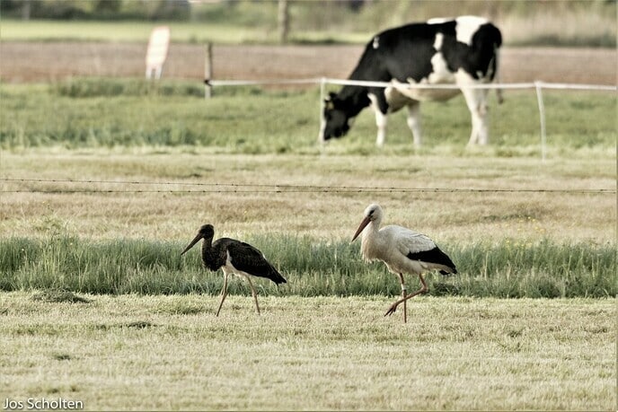 Zwarte klepperaar - Foto: Ingezonden foto