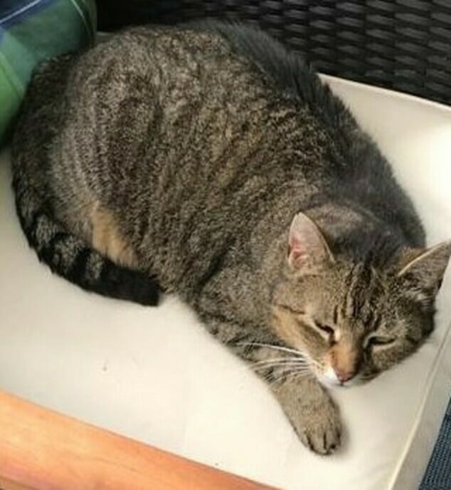 Tijgerkat er van tussen maar wel weer terug - Foto: Ingezonden foto