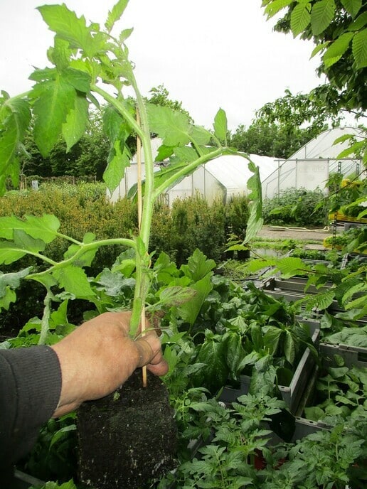 Nu zaterdag: Biologische Groenteplantenmarkt bij Decohof - Foto: Ingezonden foto