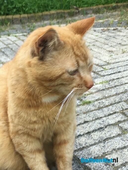 Van wie is deze lieve rode kater? - Foto: Ingezonden foto