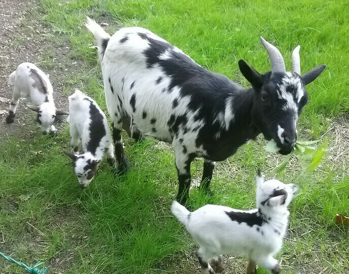 Lente bij Anton: drieling geboren - Foto: Ingezonden foto