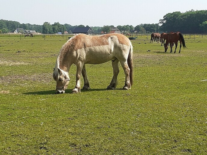 Reactie van de Manege op bijdrage Paard aan de Koesteeg - Foto: William uit Dedemsvaart